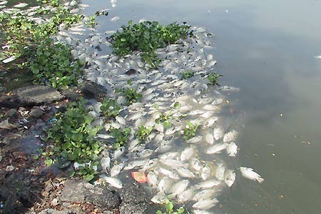 Massive amounts of shrimps and fishes drift Da River ashore on June 2. (Photo:vfei.vn)